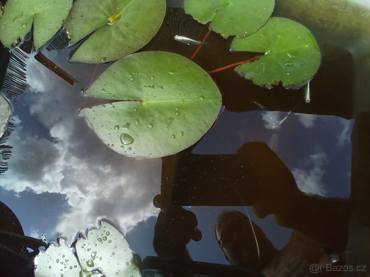 Medaka japonská,Oryzias latipes, Rýžová ryba - 5