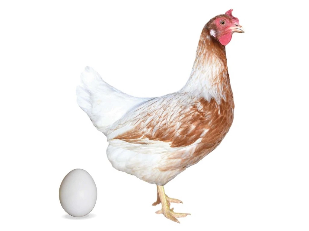 První jarní prodej kuřic 28.2.26 Hodkovice n. Mohelkou - 5