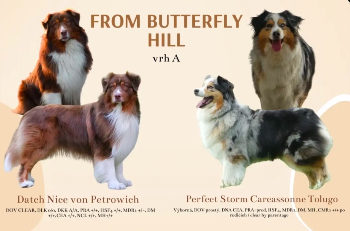 Australský ovčák štěňata s PP - 5