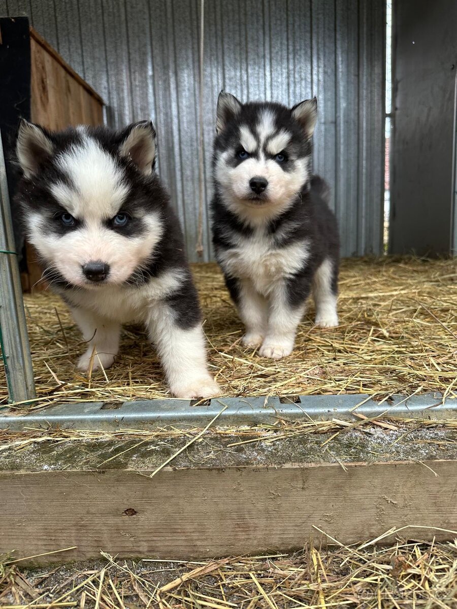 🐾 Čistokrevná modrooká štěňátka Sibiřský Husky (wooly) - 5