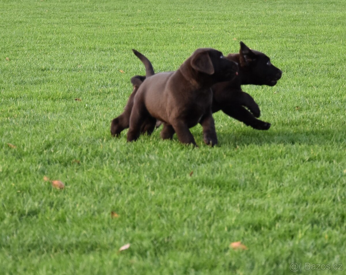 Labradorsky retrivr čistokrevný - 5