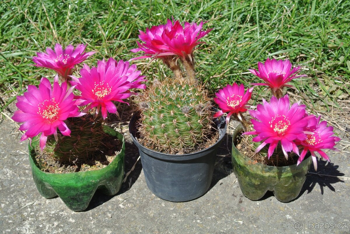 Kaktusy - 5