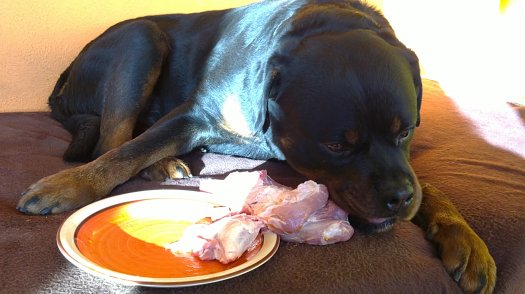 Rotvajler, rottweiler, RTW s PP – KE KRYTÍ - 5