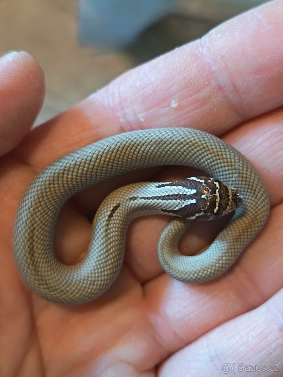 Heterodon nosatý - mláďata 2025 - 5