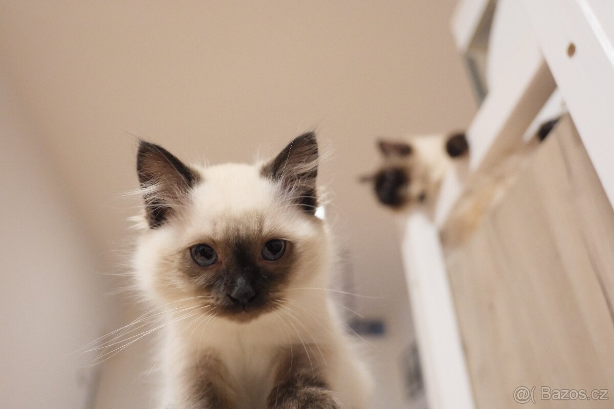 SIBIŘSKÁ KOČKA - NĚVSKÁ MAŠKARÁDA - 5