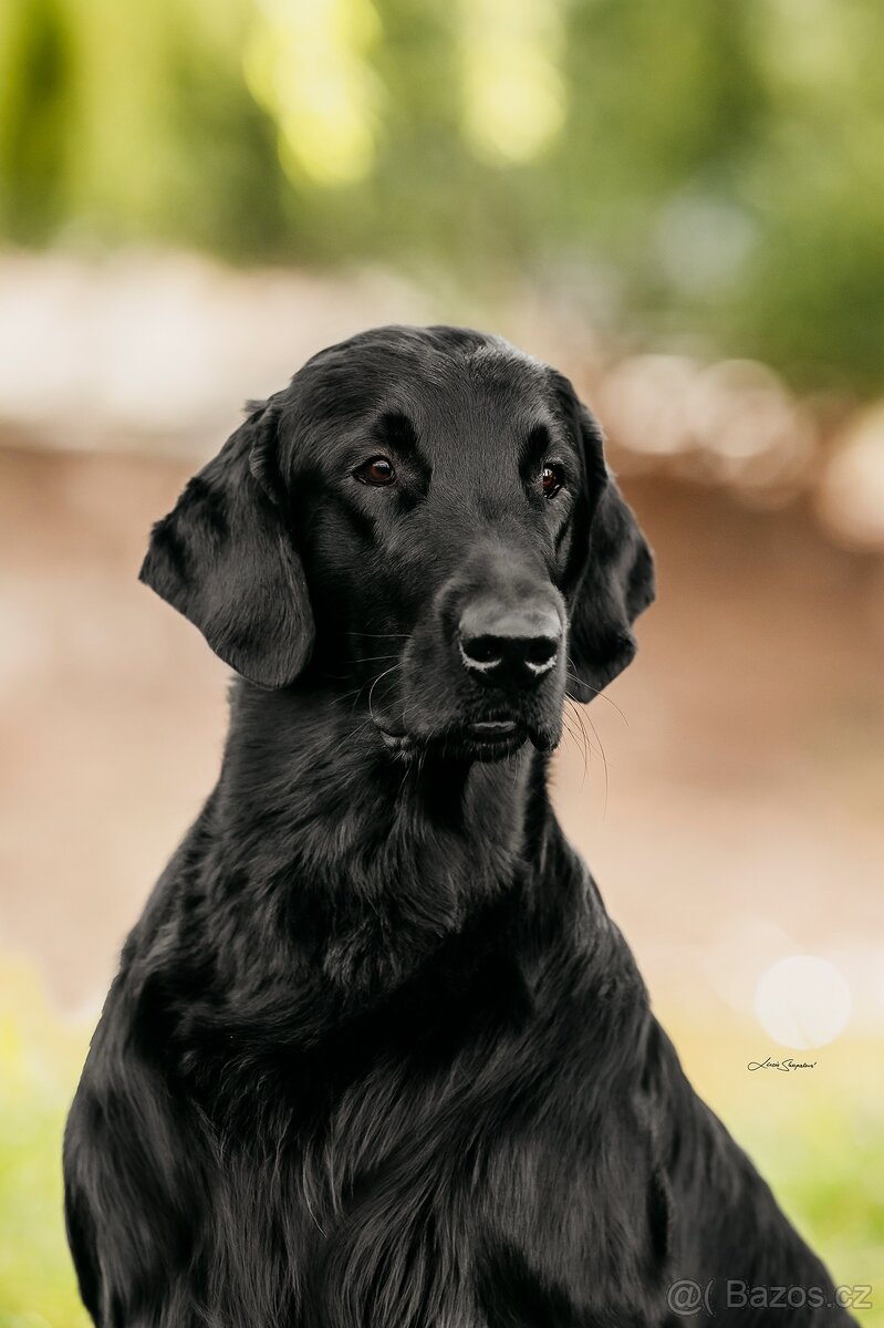 Flat Coated Retriever - černá štěňátka 6/2026 - 5