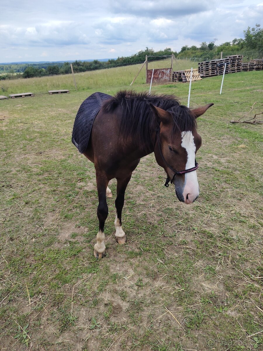 Prodám Welsh padr bret - 5