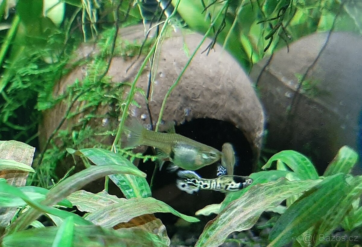 Rostlinky a rybky - 5