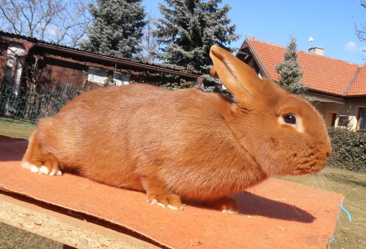 Prodej Králíků - 5