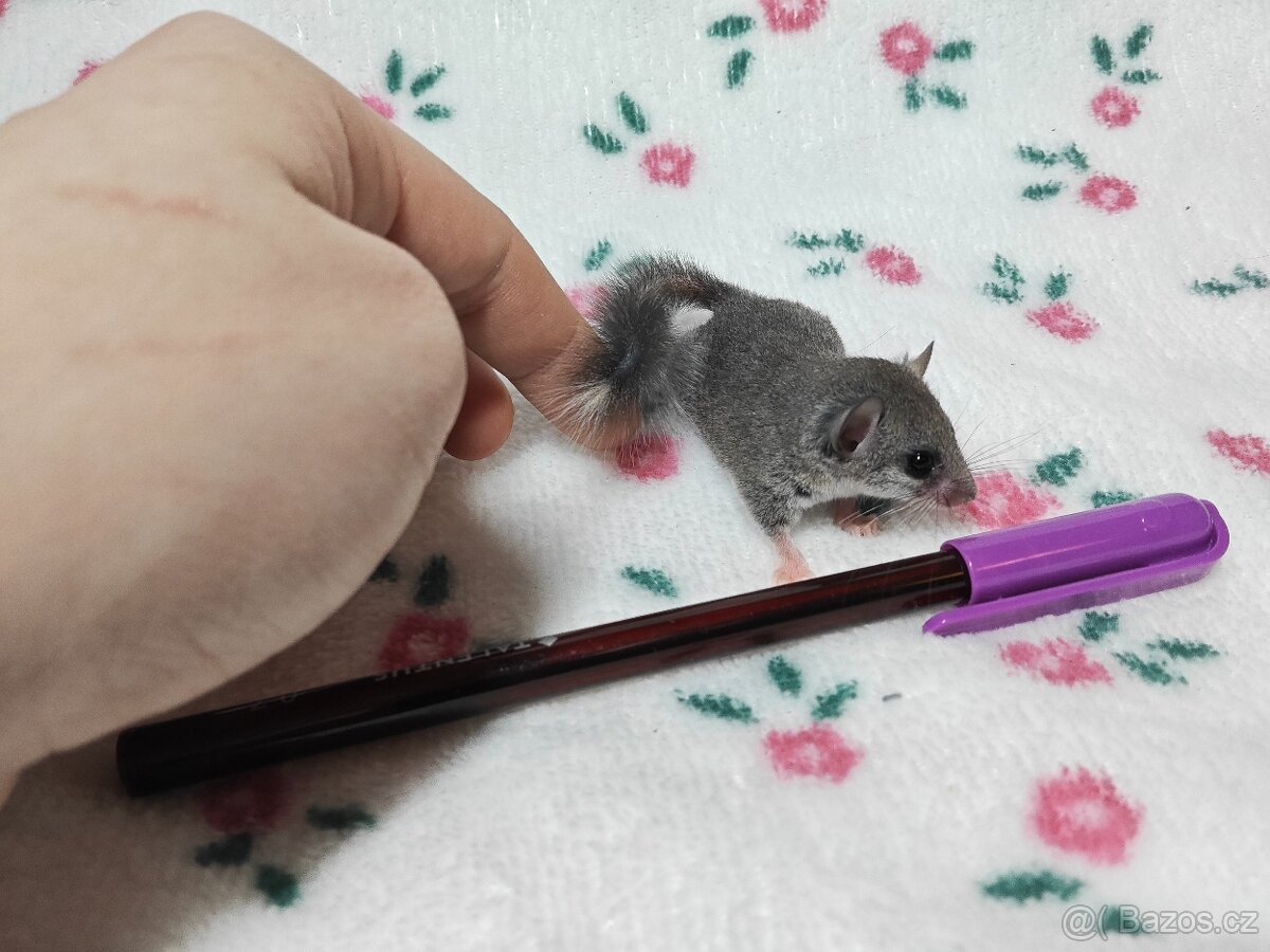 Plšík africký - 5