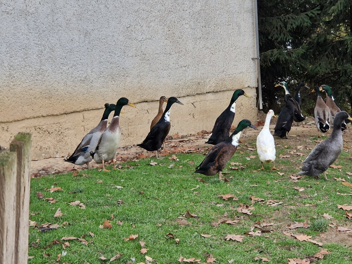 Indický běžec - 5