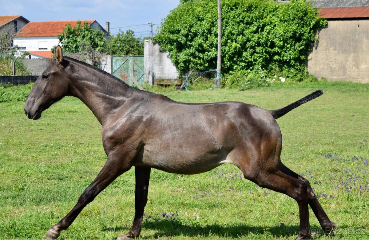 Puro Sangue Lusitano - roční hřebeček po Miura de Cais - 5