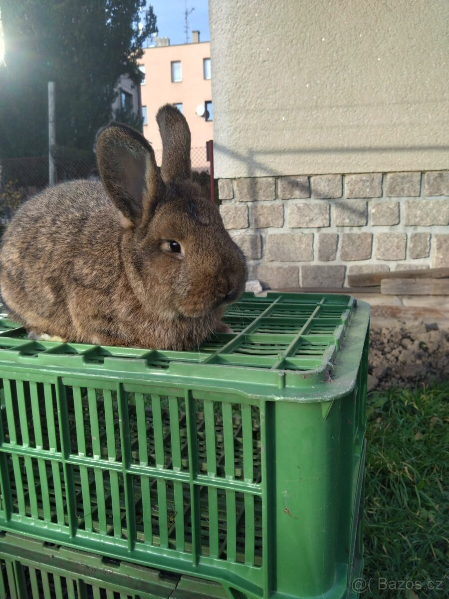 Vídeňský šedý - 5