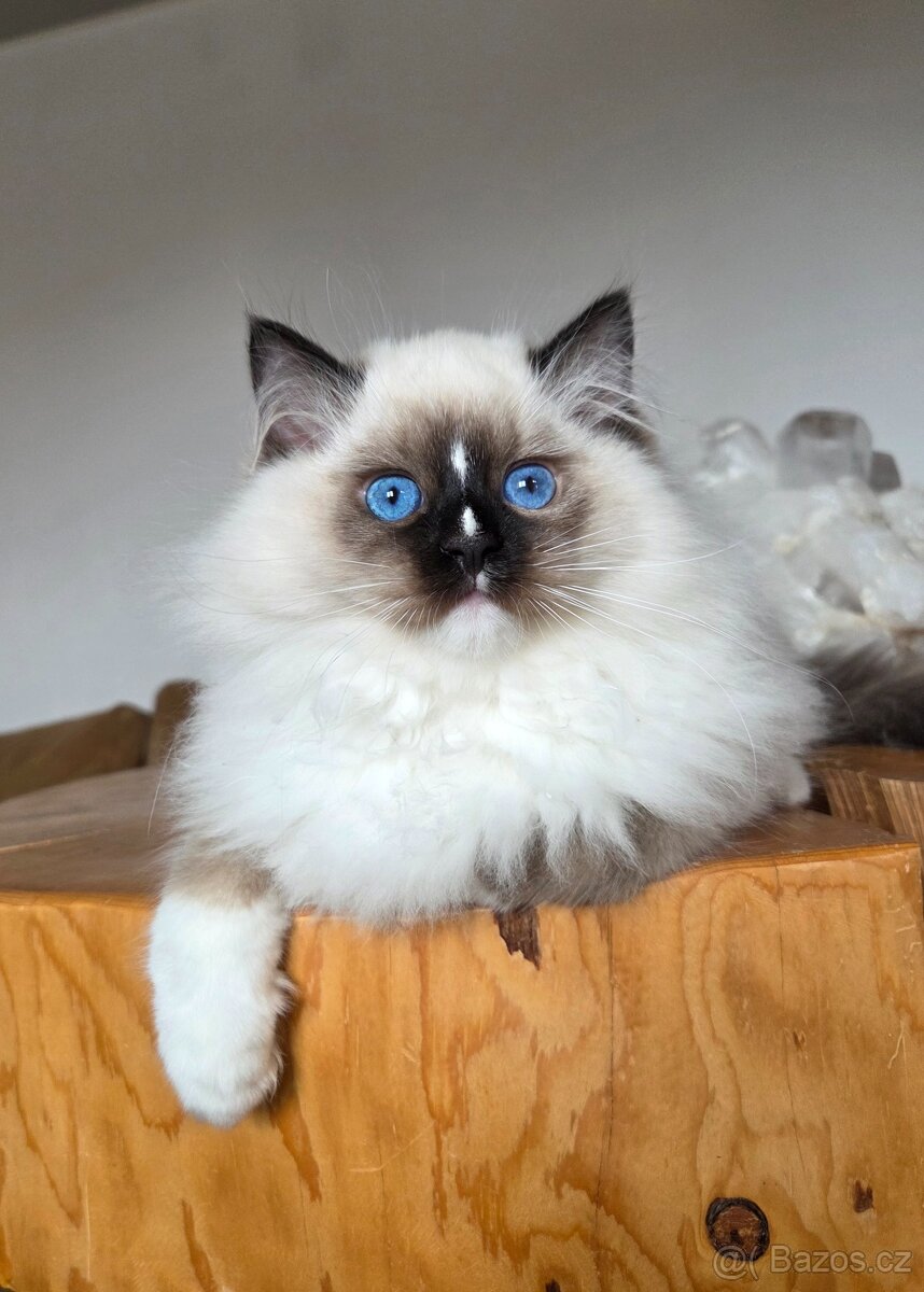 Ragdoll kocourek s PP - 5