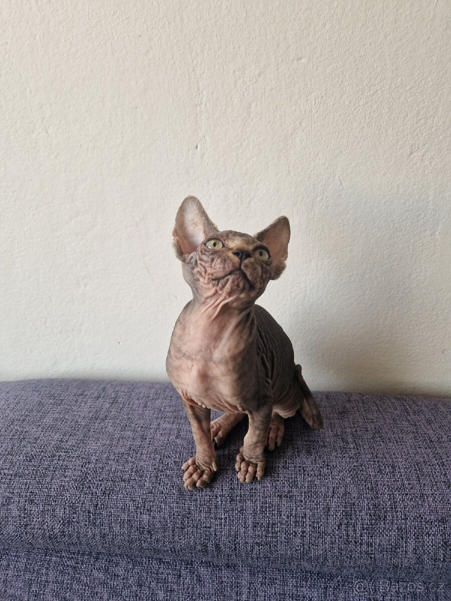Kanadský sphynx bez PP - kluk - 5
