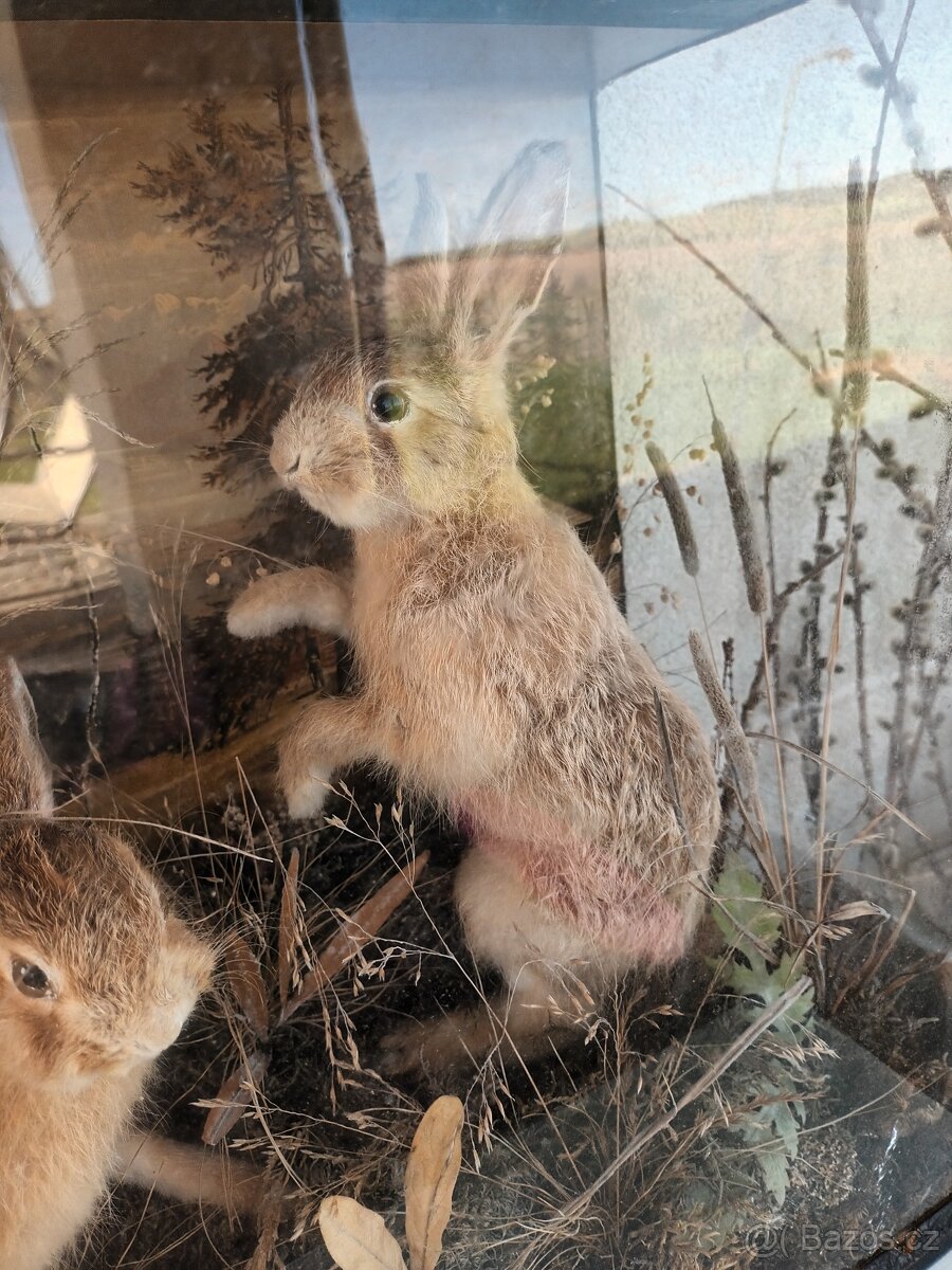 Rarita Starožitný 2x vycpaný zajíc mládě aranžmá ve vitríně - 5
