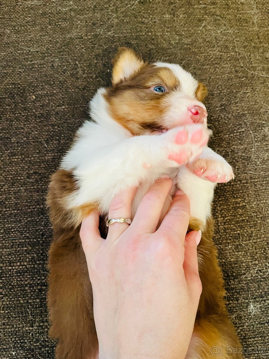 Chlapeček Australský ovčák bez PP - 5