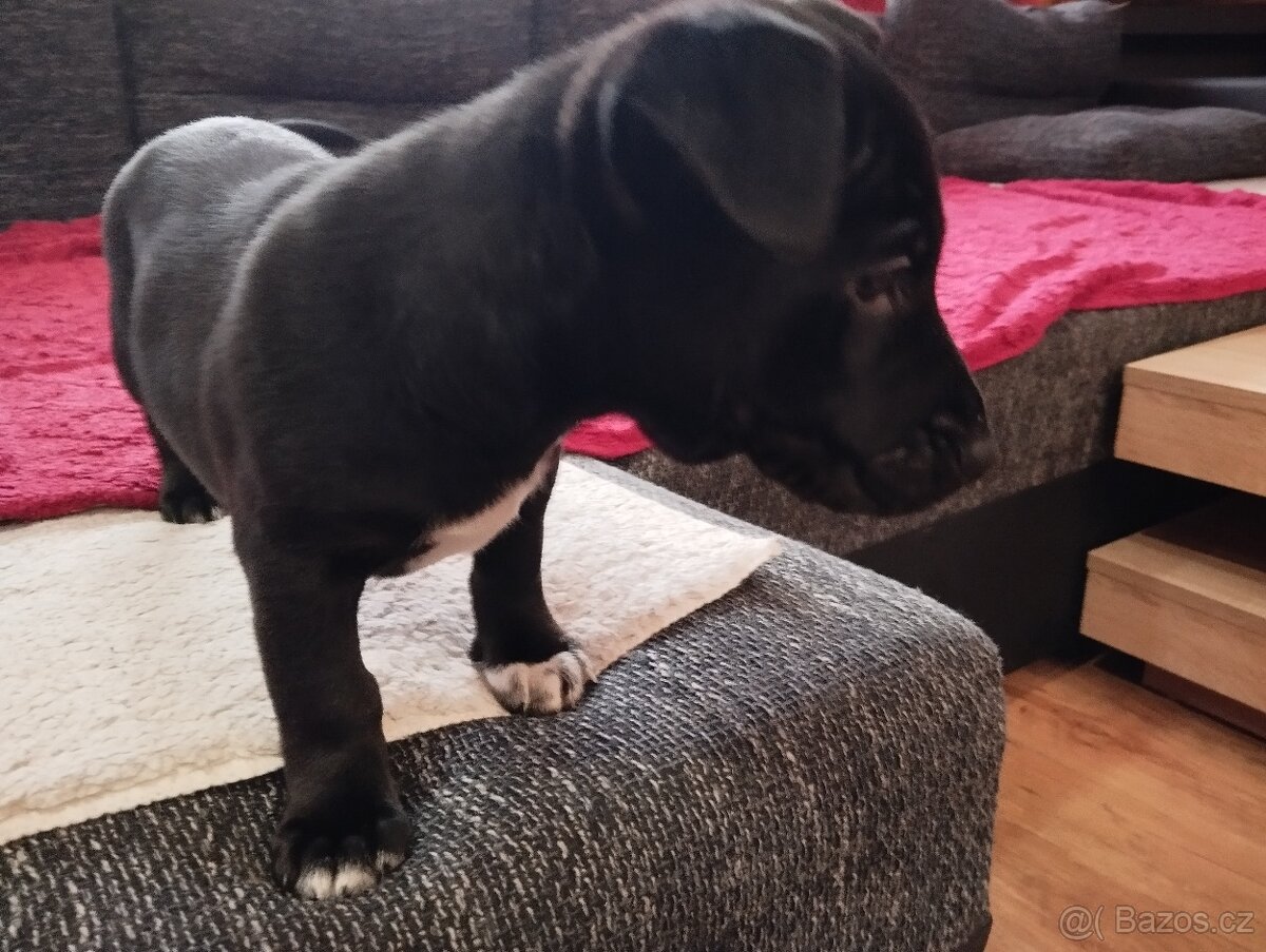 Jack Russell Terier - 5