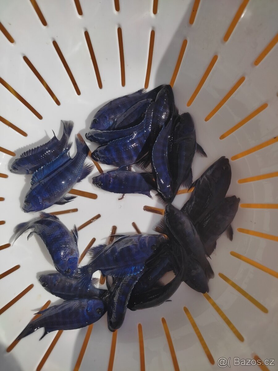 TLAMOVCI TANGANIKA MALAWI - 5