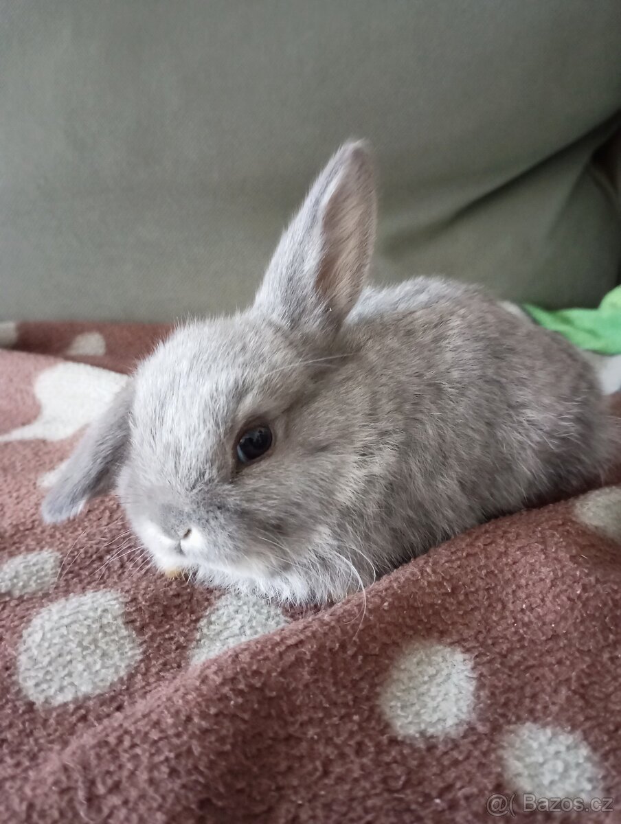 Zakrslý beránek králíček - 5