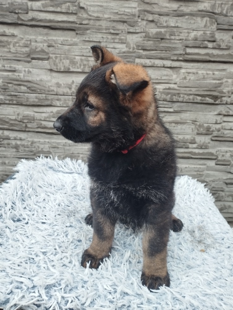 prodám štěně Německého ovčáka s PP - 5