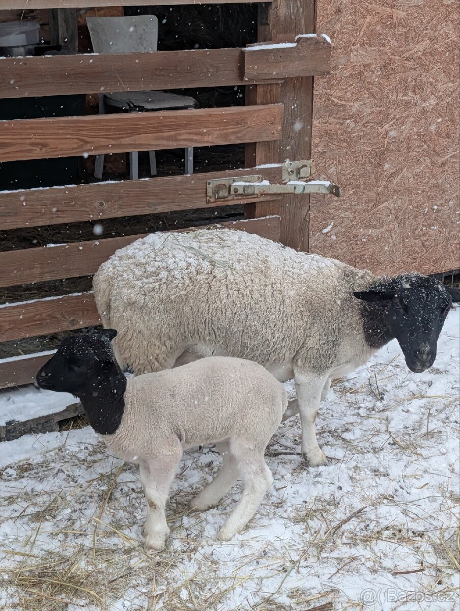 Dorper beran 100% (rezervovaný) - 5