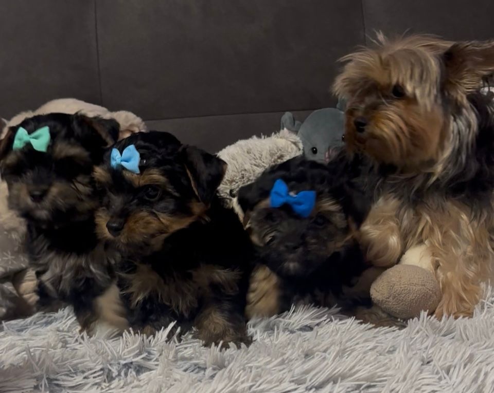 Jorkšírský teriér - 5