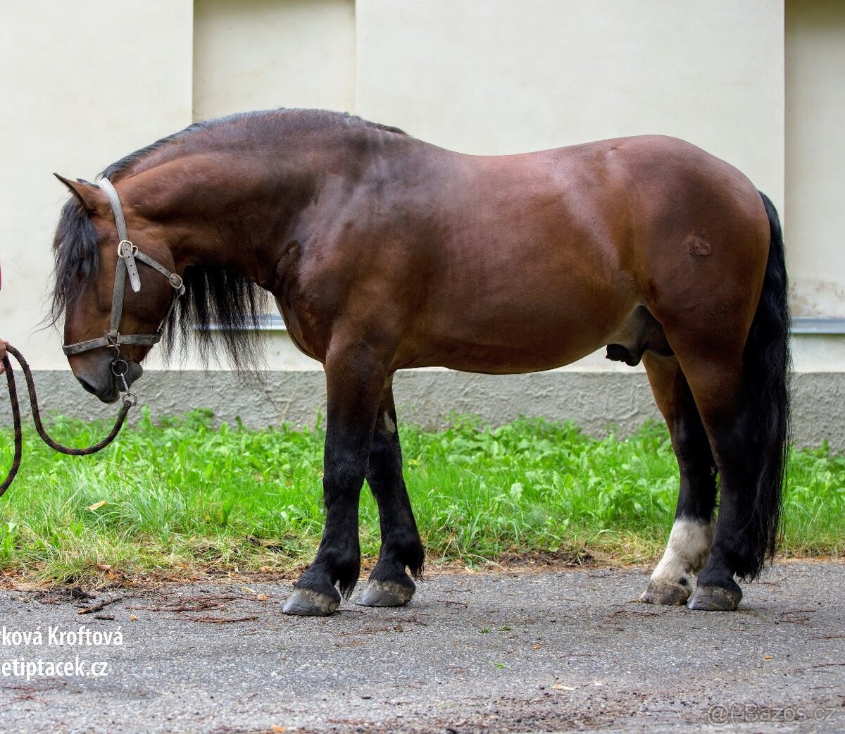 Připouštění hřebcem SN - 5