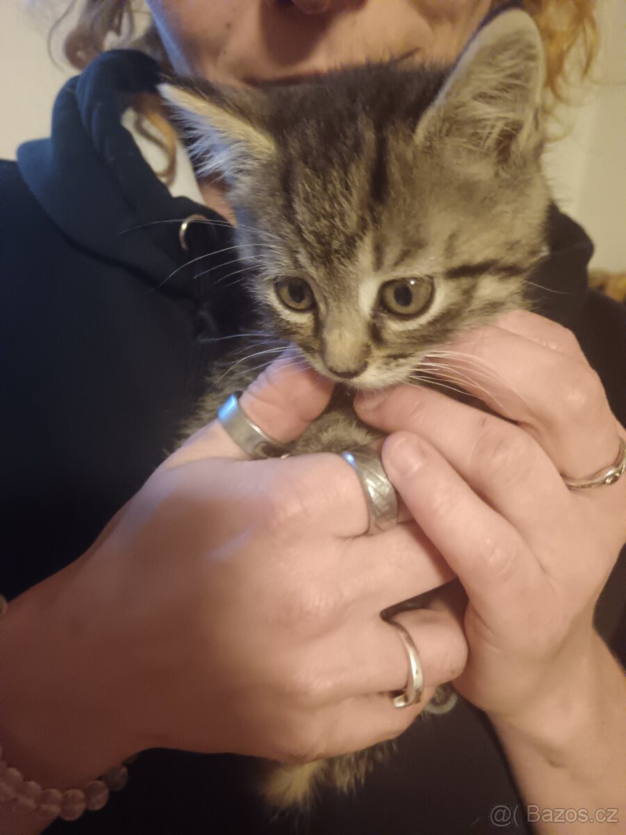 Britská whiskas - 5