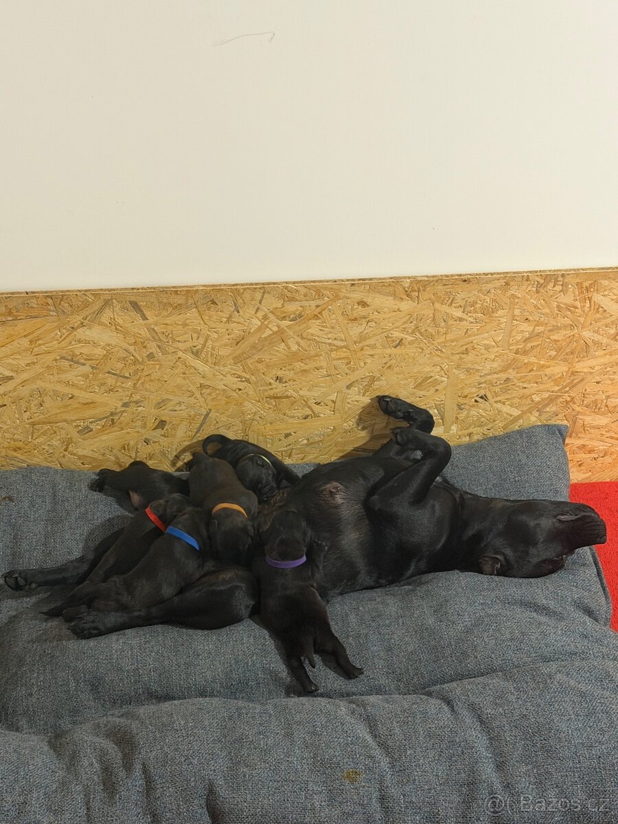 Stafordšírský Bulteriér - 5