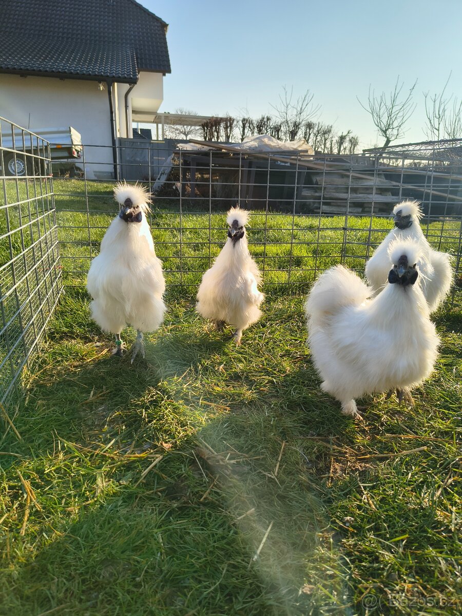 Hedvábnicky zdrobnělé kohouti - 5