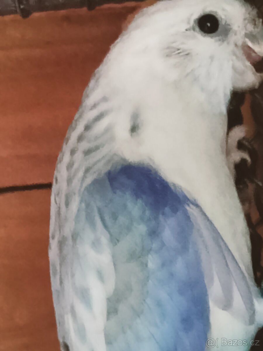 Rosela pestrá modrá pastelová - 5