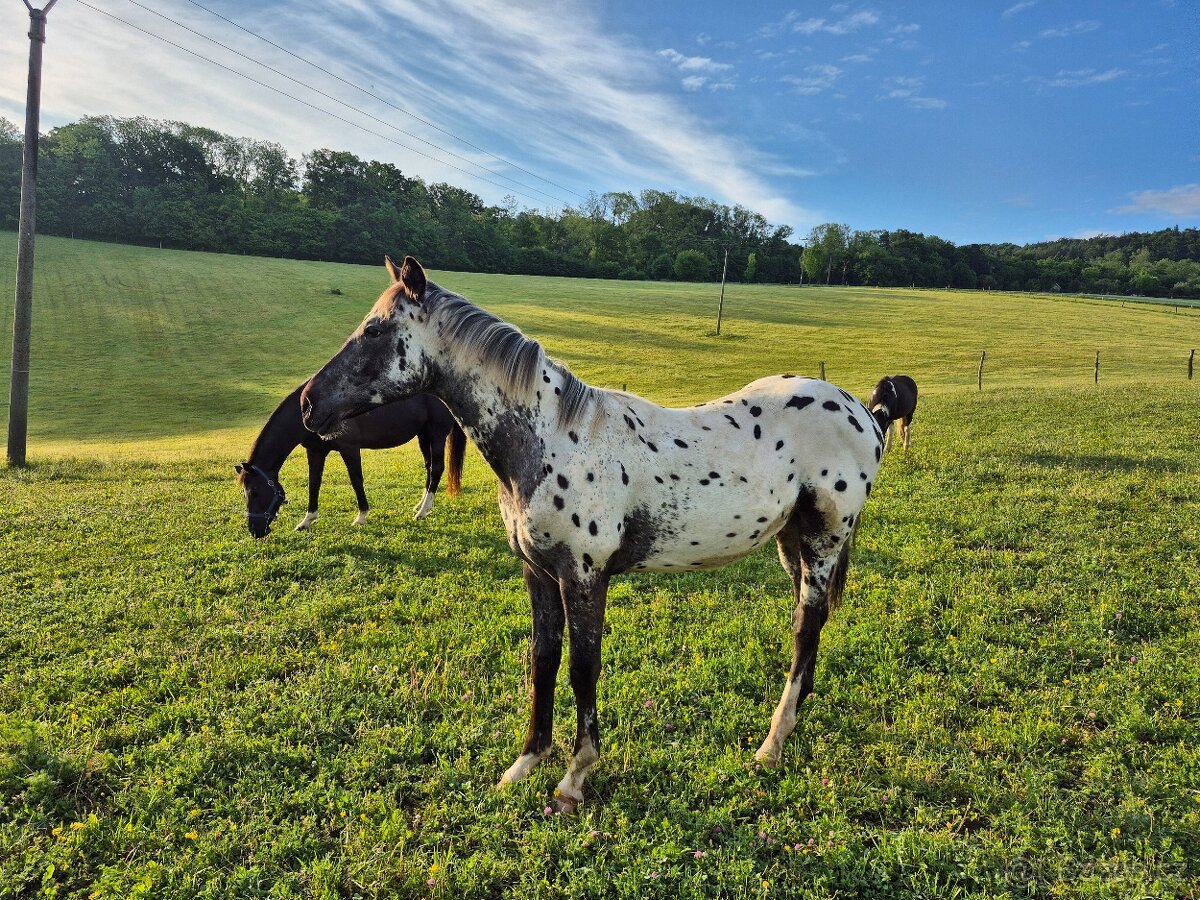 Appaloosa - 5