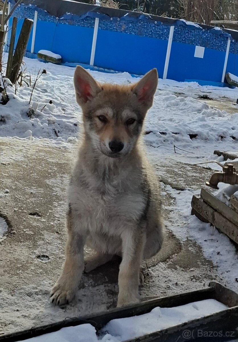 Československý vlčák s PP, fenka - 5