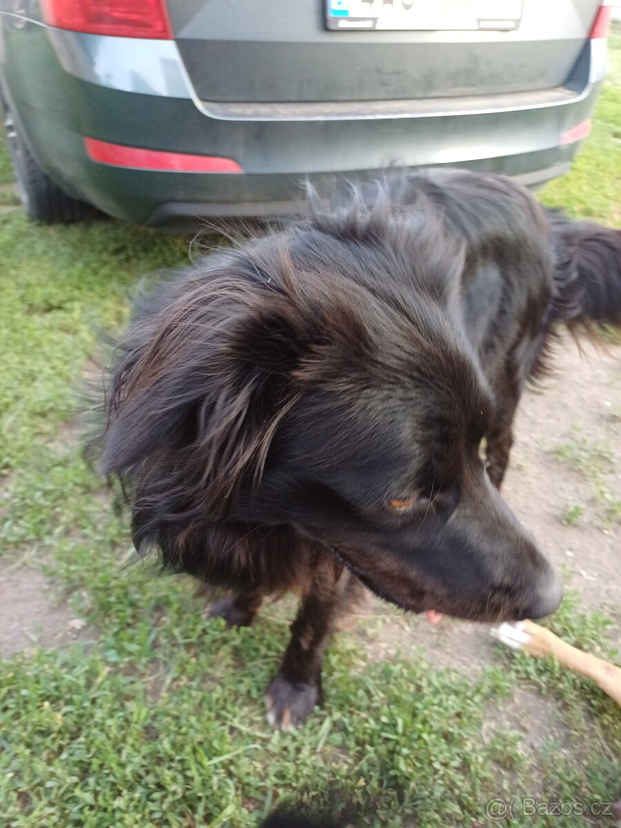 Darujeme psíka - 5