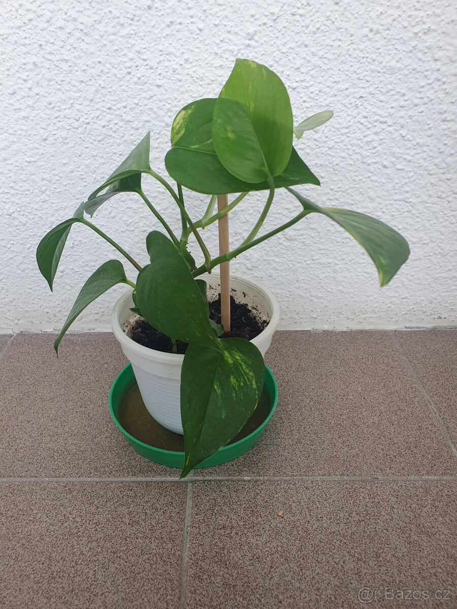 Scindapsus, Potos - 5