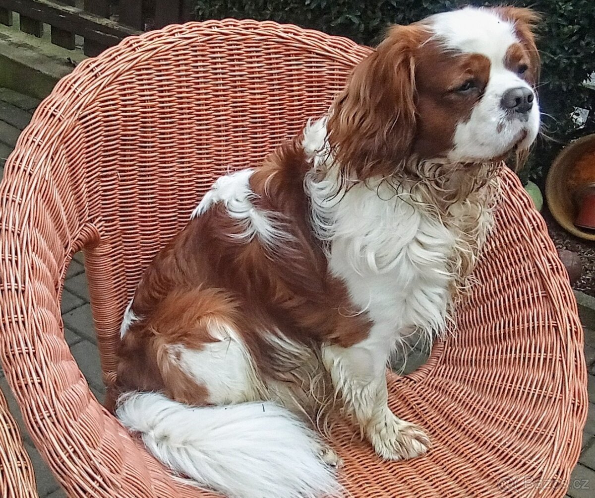 Kavalír king charles Španěl ke krytí - 5