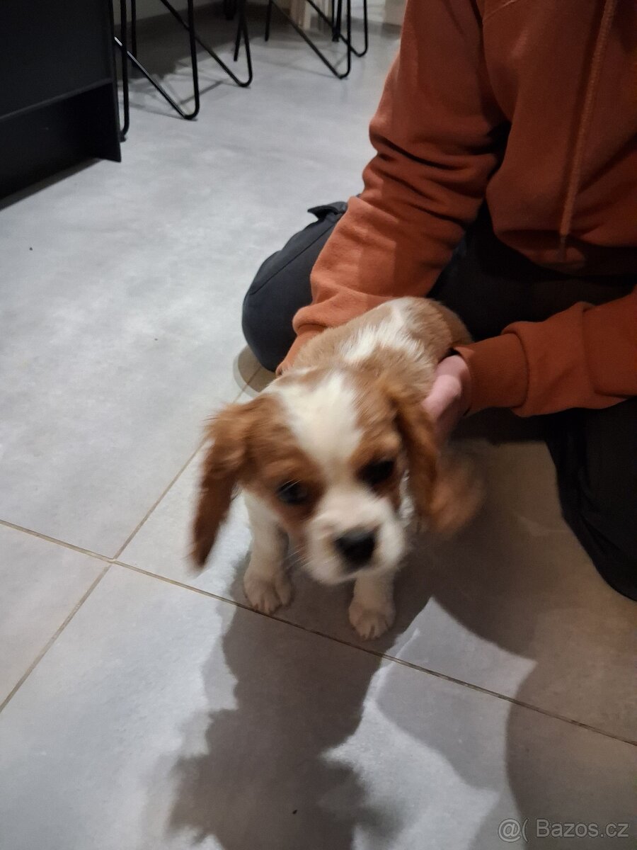 kavalír king charles španěl - 5