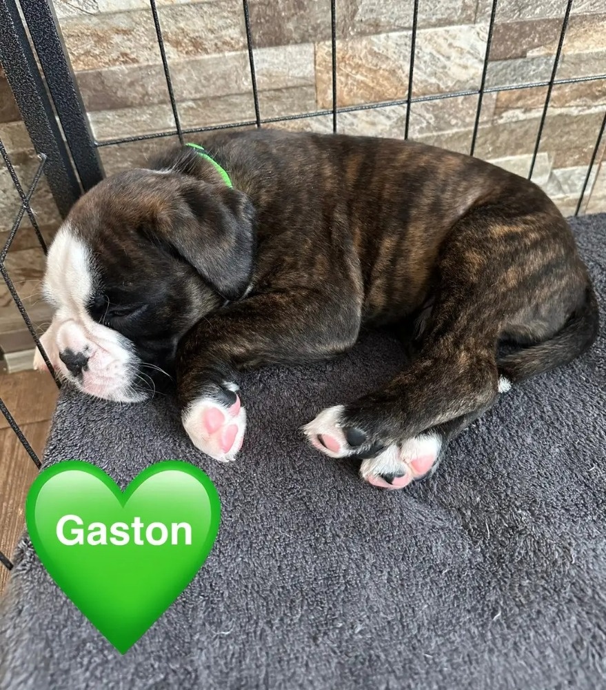 Štěňata německého boxera - 5