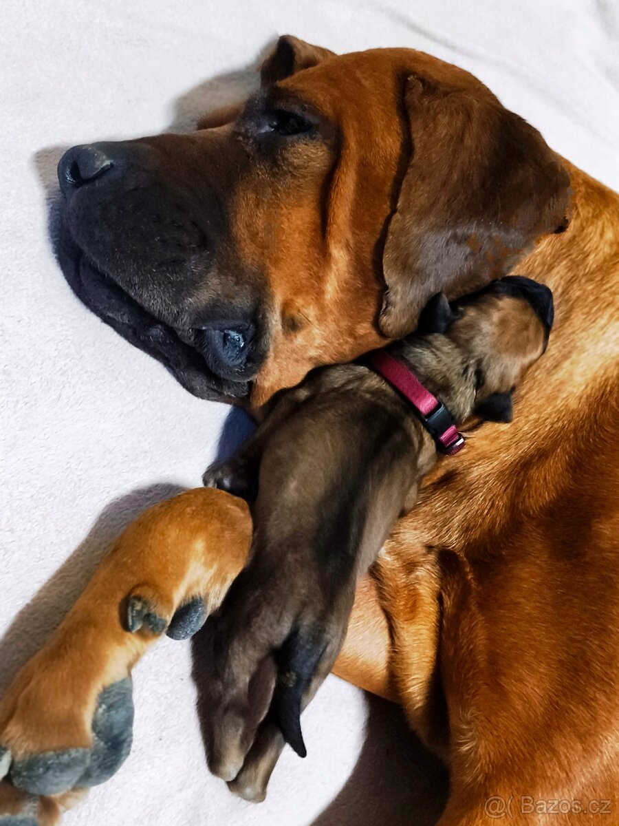 TOSA INU s PP (FCI) - 5