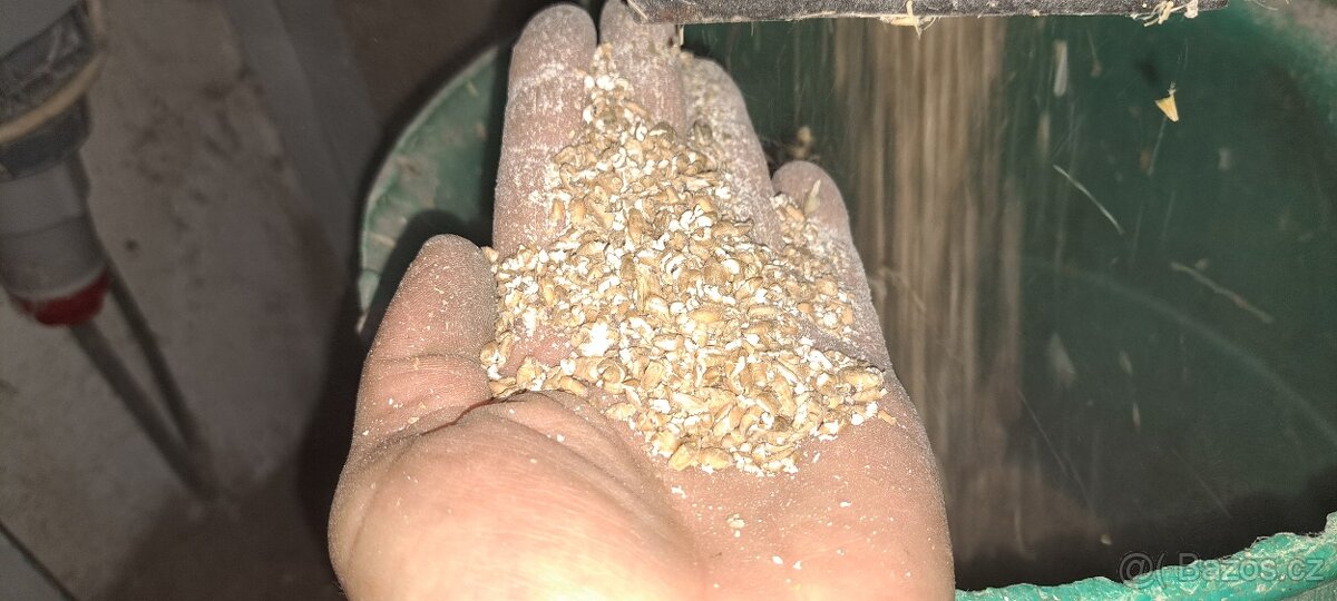 Mačkat obilí domácí vyroby - 5