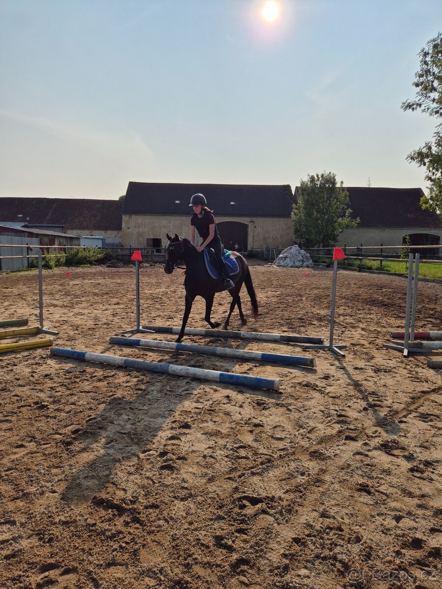 Klisna 6let welsh pony B ukončení JK - 5