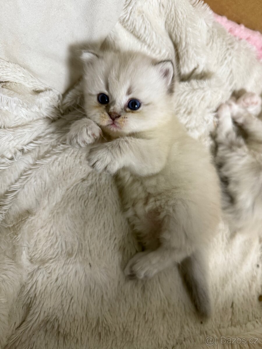 Perská činčila koťátka - 5