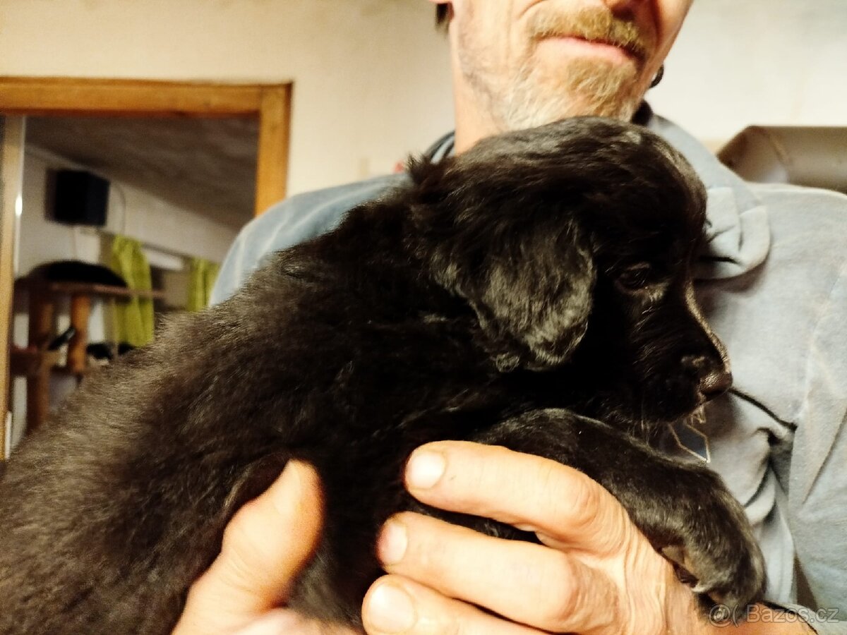 3 štěňata na prodej - 5