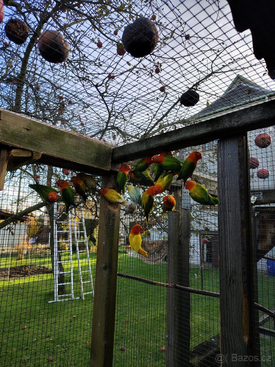 Agapornis fischeri - 5