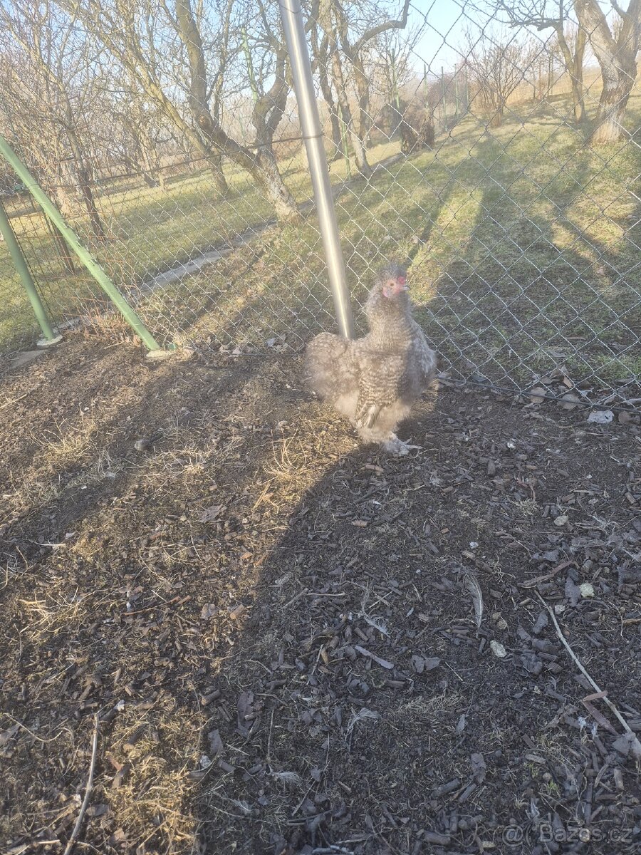 Hedvábnička kohout - 5