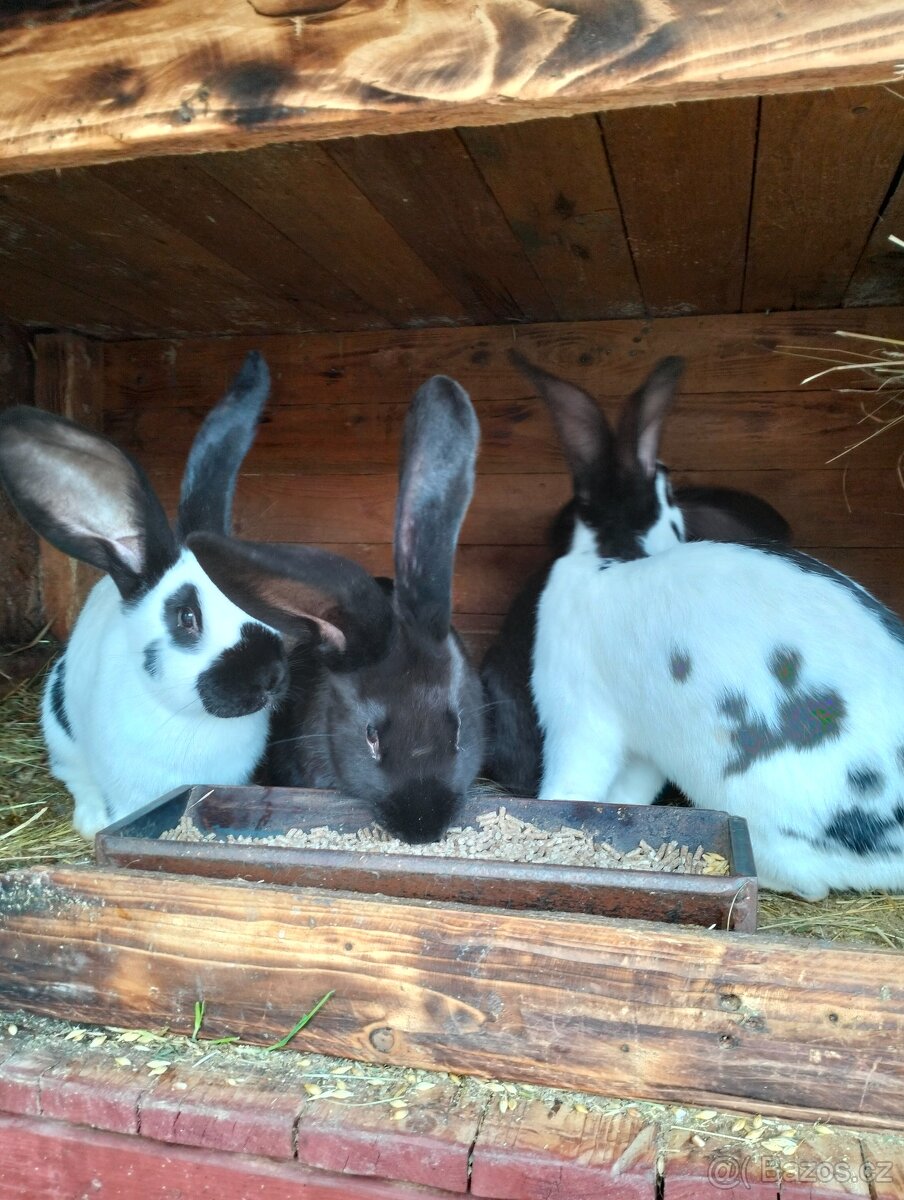 Německý strakač - 5