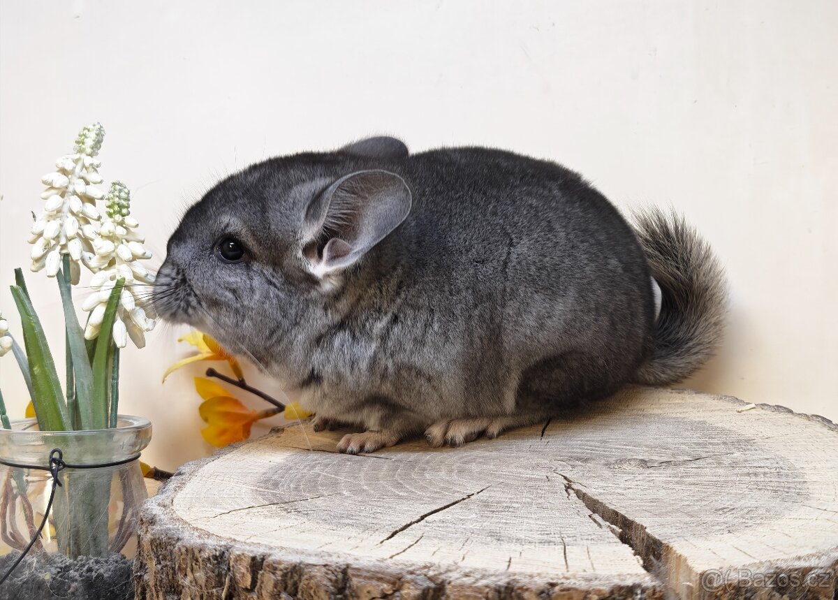 Činčila Standard Grey - 5