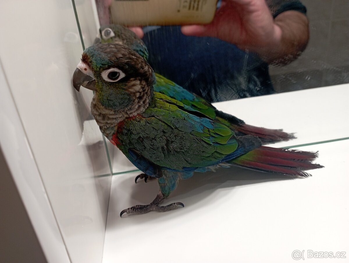 Pyrura rudobřicha ručně dokrmené Brno - 5