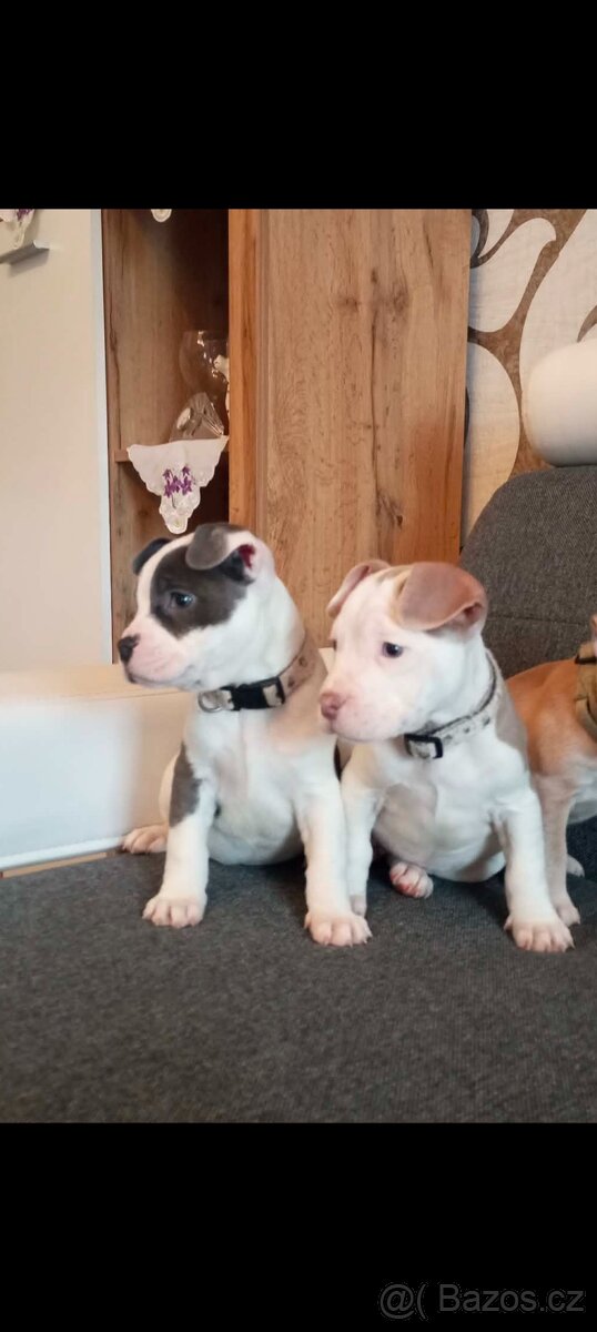 Stafordšírský bulteriér - 5